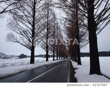 Winter Metasequoia Namiki (Makino) 42327997