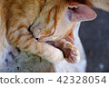 Cat Red sleeps Cute on an old white plastic chair. 42328054
