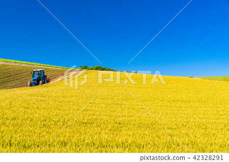 “北海道”美瑛·鄉村景觀和農用車 42328291