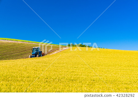 “北海道”美瑛·鄉村景觀和農用車 “北海道”美瑛·鄉村景觀和農用車 42328292