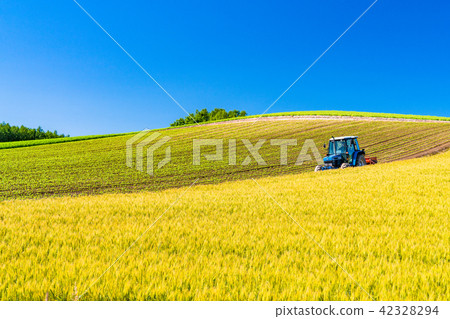 “北海道”美瑛·鄉村景觀和農用車 42328294