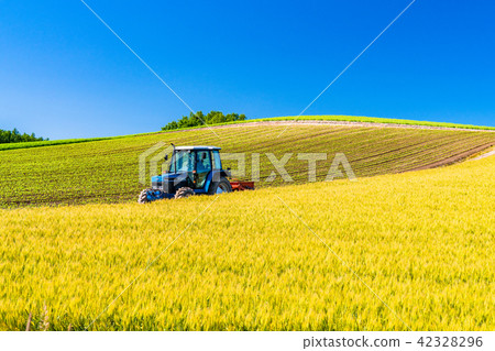 “北海道”美瑛·鄉村景觀和農用車 42328296