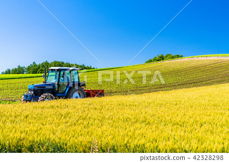 “北海道”美瑛·鄉村景觀和農用車 42328298