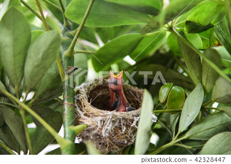 綠繡眼雛鳥 42328447