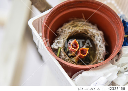Green-eyed chick 42328466