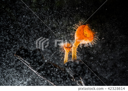 Champagne mushroom or eyelash cup mushroom with 42328614