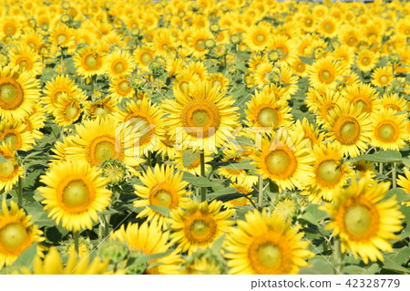 向日葵 42328779