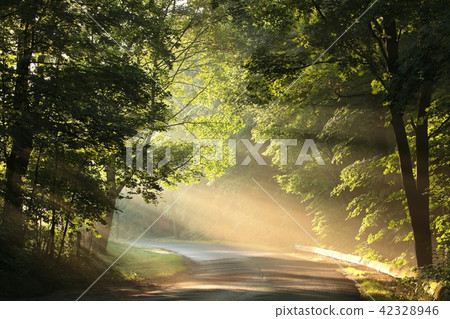 Maple trees lit by the morning sun Maple trees lit by the morning sun 42328946