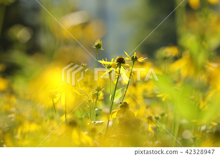 Cutleaf Coneflower (Rudbeckia laciniata) Cutleaf Coneflower (Rudbeckia laciniata) 42328947