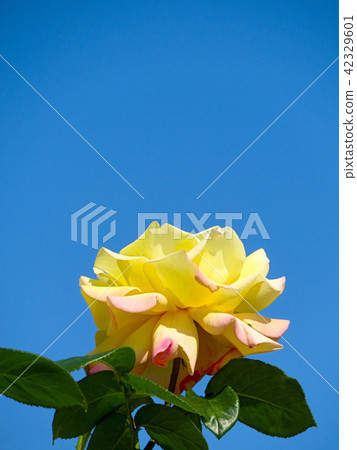 Roses and the blue sky 42329601