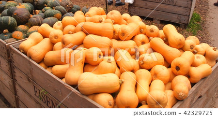 Pumpkin Festival Germany 42329725