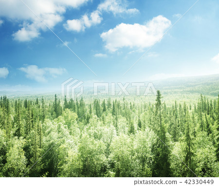 forest in sunset time forest in sunset time 42330449