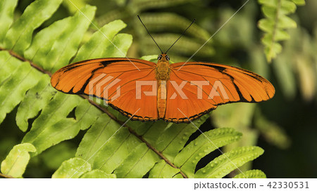 Julia Heliconian (Dryas iulia) butterfly 42330531