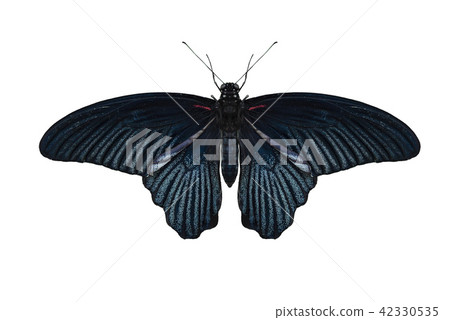 Great Mormon Butterfly on white 42330535