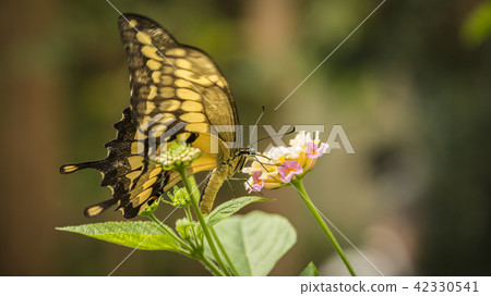 King Swallowtail Butterfly King Swallowtail Butterfly 42330541