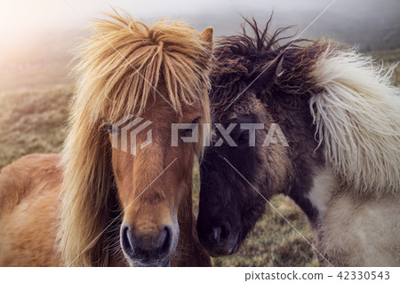 Two Faroese Horses 42330543