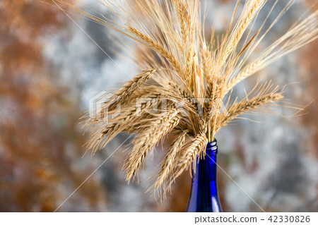 Bouquet of dry wheat spikelets 42330826