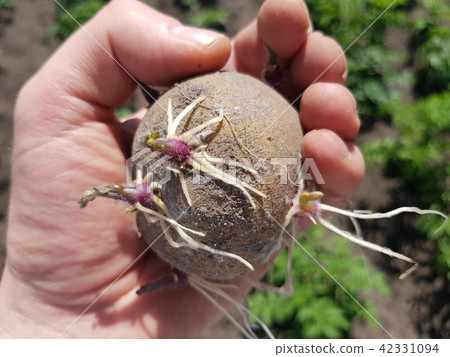 prorosshaya potatoes on the background of beds prorosshaya potatoes on the background of beds 42331094