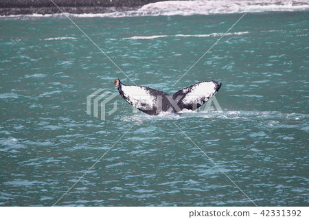 Whale watched on Alaska Glacier Cruise Whale watched on Alaska Glacier Cruise 42331392