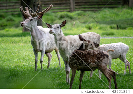 Herd of white fallow deer in nature. Herd of white fallow deer in nature. 42331854