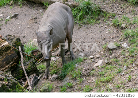 Babirusa Celebes (Babyrousa babyrussa)  42331856