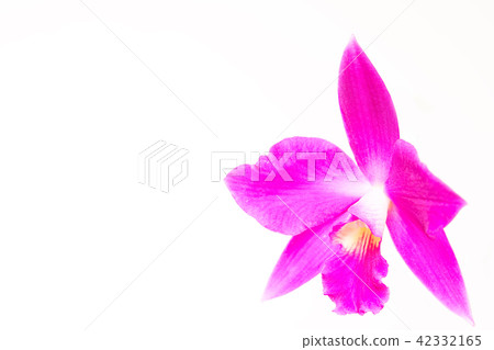 Pink cattleya Pink cattleya 42332165