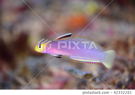 Sikon hathatatehaze 42332281