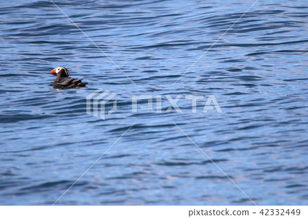 阿拉斯加冰川巡航（膨化）的風景 42332449