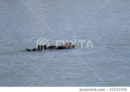 阿拉斯加野生海獺 42332450