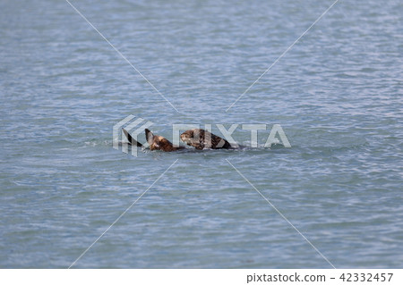 阿拉斯加野生海獺 阿拉斯加野生海獺 42332457