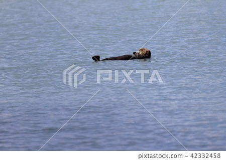 阿拉斯加野生海獺 阿拉斯加野生海獺 42332458