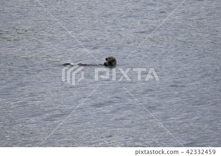 阿拉斯加野生海獺 阿拉斯加野生海獺 42332459