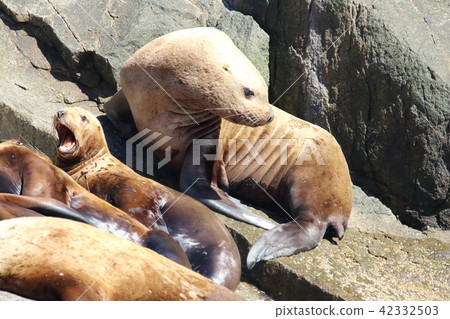 Todo of the island's rocky field seen from the shipboard of Alaska Glacier Cruise 42332503