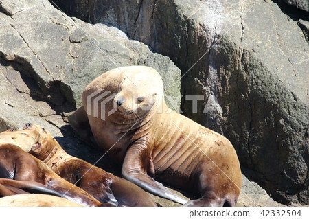 Todo of the island's rocky field seen from the shipboard of Alaska Glacier Cruise Todo of the island's rocky field seen from the shipboard of Alaska Glacier Cruise 42332504