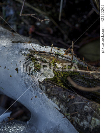 Frozen fallen trees and sun leaves 42333262