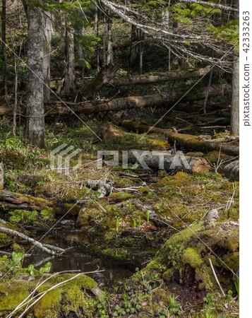 Early spring primeval forest Early spring primeval forest 42333263