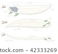 Surfboard illustration (with name of each place) 42333269
