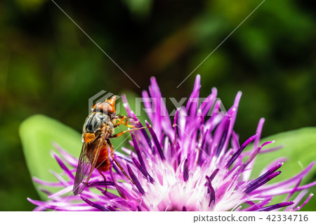 Fly close-up on plant macro photo Fly close-up on plant macro photo 42334716
