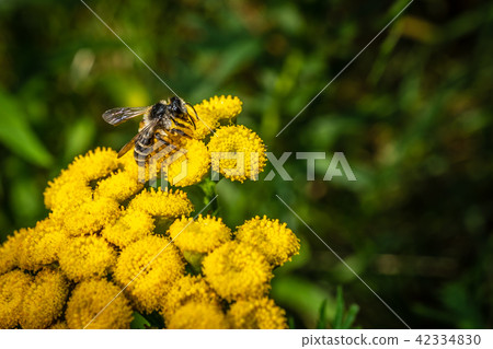 Bee closeup on a macro flower macro 42334830