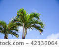 Palm tree 42336064