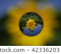 Skyball / sunflower 42336203