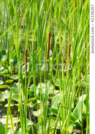 Gama在洪水中生長 42336267