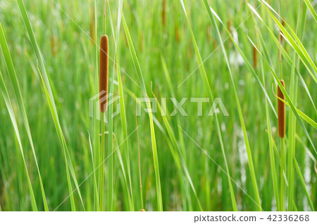 Ears of sweet bean growing in a swamp Ears of sweet bean growing in a swamp 42336268