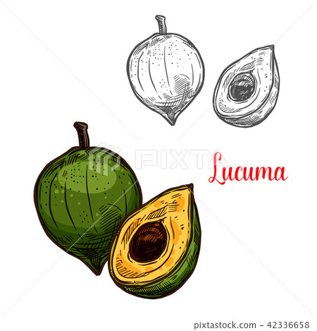 Lucuma vector sketch tropical fruit 42336658