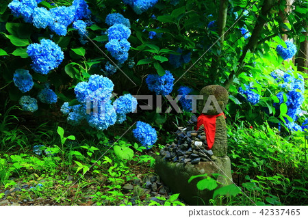 Hydrangea of Tendaiji temple 42337465