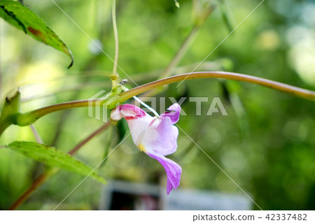 Doi Luang Chiang Dao Province  Thailand  42337482