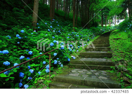 Hydrangea of Tendaiji temple Hydrangea of Tendaiji temple 42337485