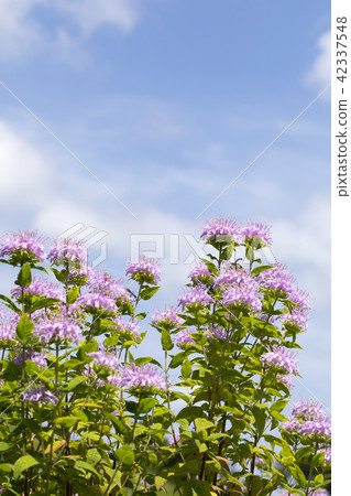 Bergamot Bergamot 42337548