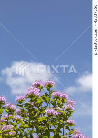 Bergamot 42337550
