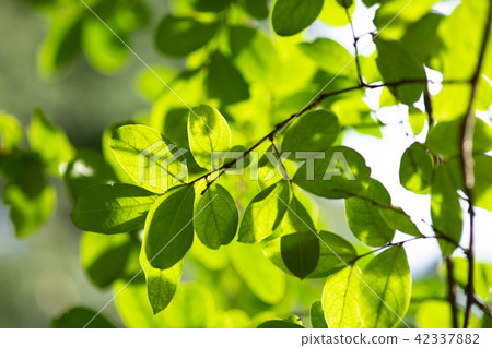 Image of fresh green 42337882